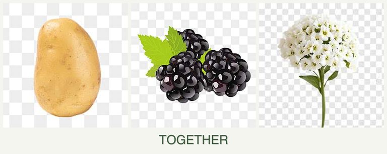 Can you plant potatoes, blackberries and alyssum together?