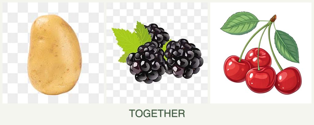 Can you plant potatoes, blackberries and cherries together?