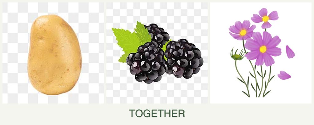 Can you plant potatoes, blackberries and cosmos together?