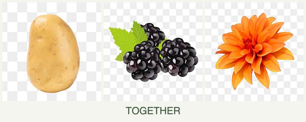 Can you plant potatoes, blackberries and dahlias together?