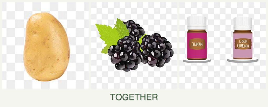 Can you plant potatoes, blackberries and geraniums together?