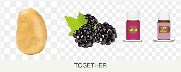 Can you plant potatoes, blackberries and geraniums together?