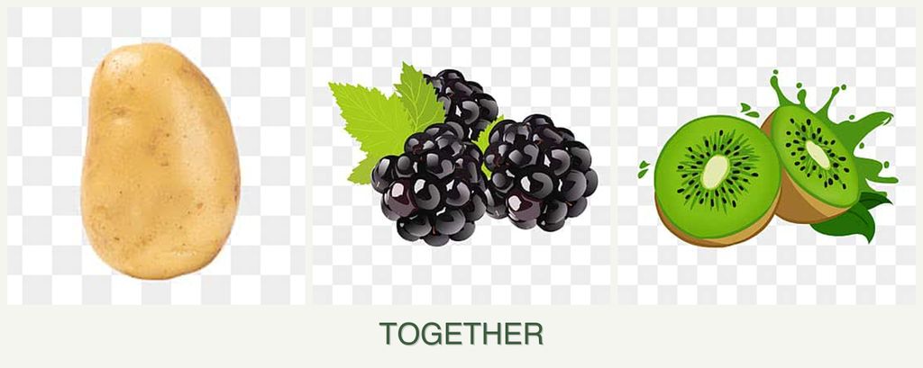 Can you plant potatoes, blackberries and kiwi together?