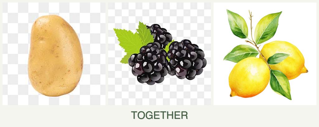 Can you plant potatoes, blackberries and lemons together?