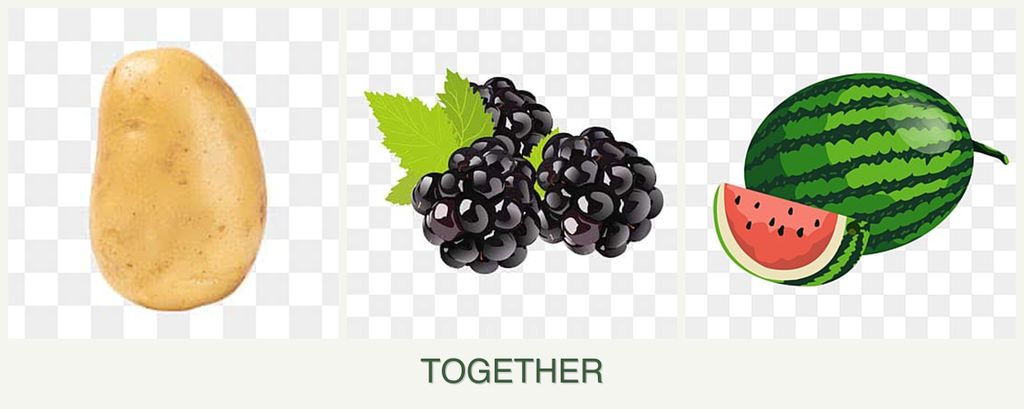 Can you plant potatoes, blackberries and melons together?