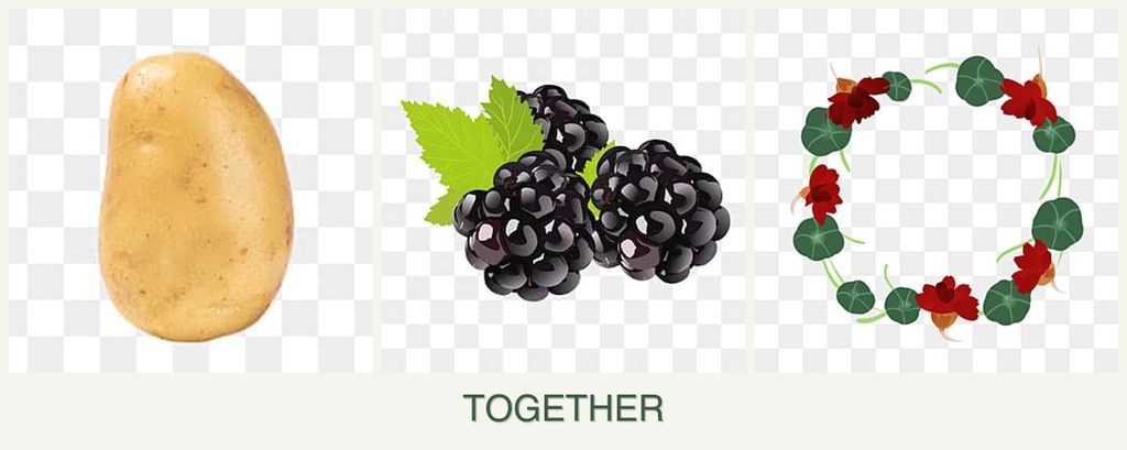 Can you plant potatoes, blackberries and nasturtiums together?