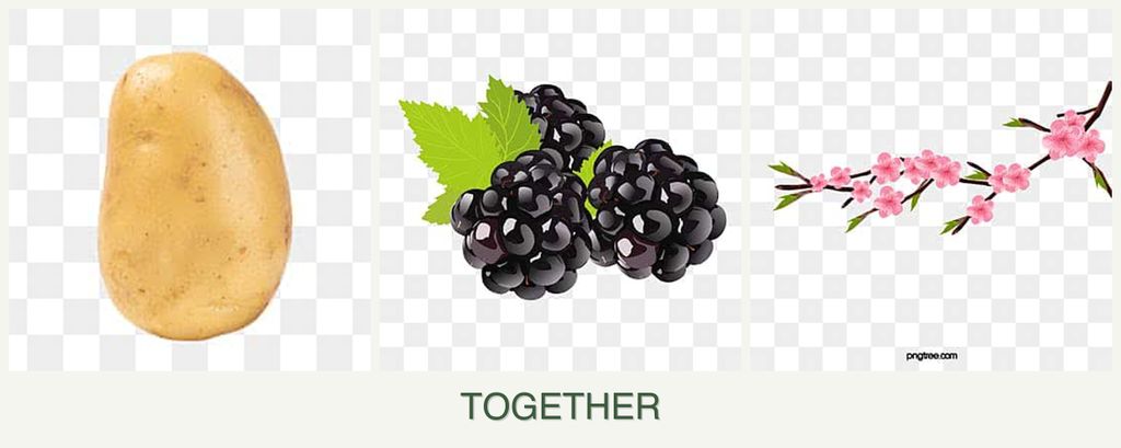 Can you plant potatoes, blackberries and peaches together?