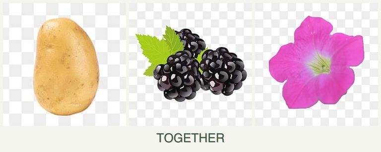 Can you plant potatoes, blackberries and petunias together?
