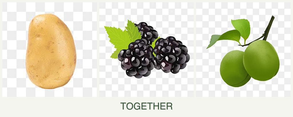 Can you plant potatoes, blackberries and plums together?