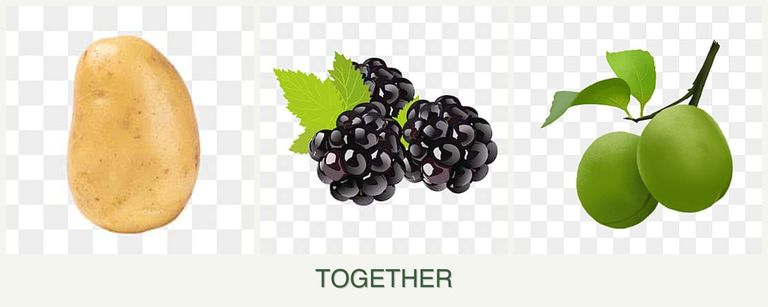 Can you plant potatoes, blackberries and plums together?