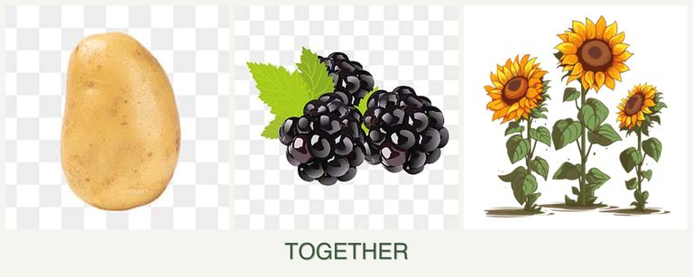 Can you plant potatoes, blackberries and sunflowers together?