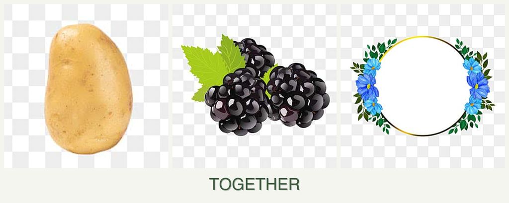 Can you plant potatoes, blackberries and zinnias together?