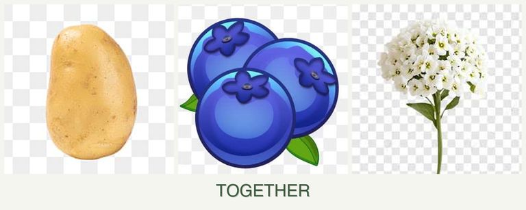 Can you plant potatoes, blueberries and alyssum together?