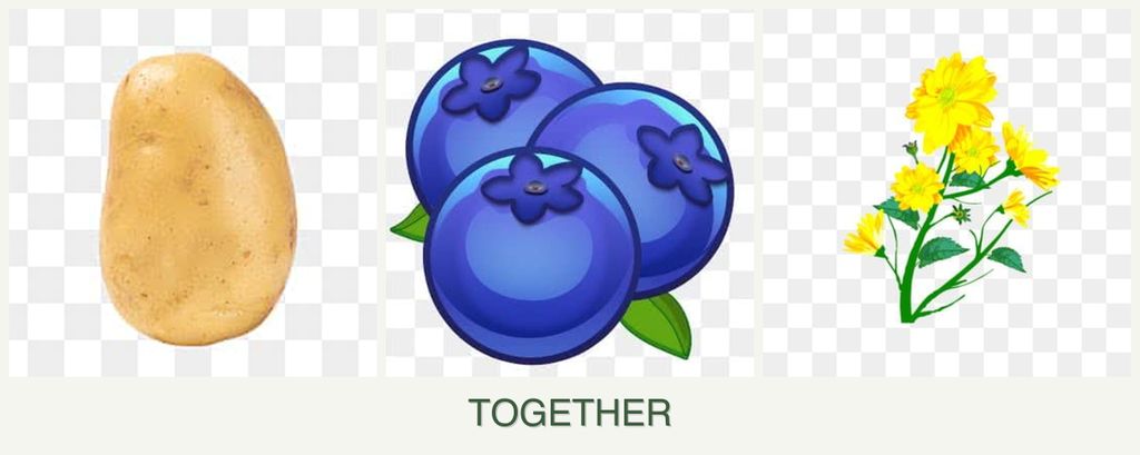 Can you plant potatoes, blueberries and calendula together?