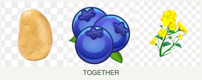 Can you plant potatoes, blueberries and calendula together?