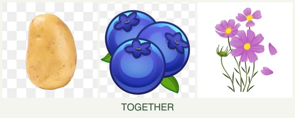 Can you plant potatoes, blueberries and cosmos together?