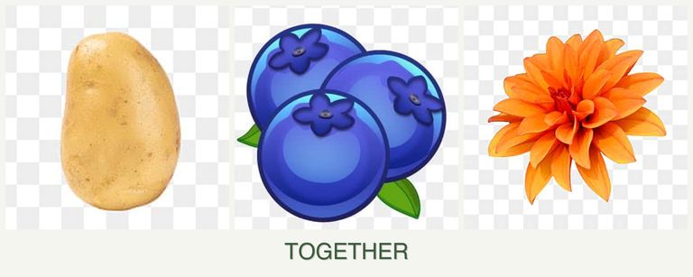 Can you plant potatoes, blueberries and dahlias together?