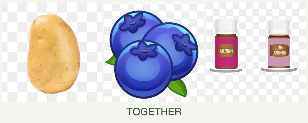 Can you plant potatoes, blueberries and geraniums together?