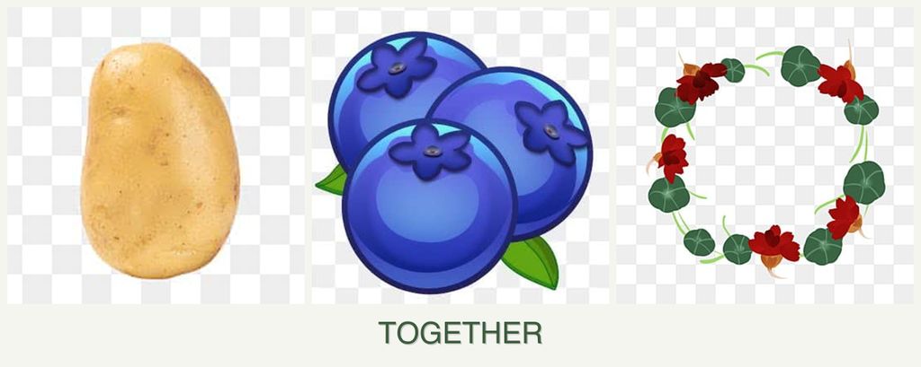 Can you plant potatoes, blueberries and nasturtiums together?