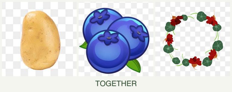 Can you plant potatoes, blueberries and nasturtiums together?