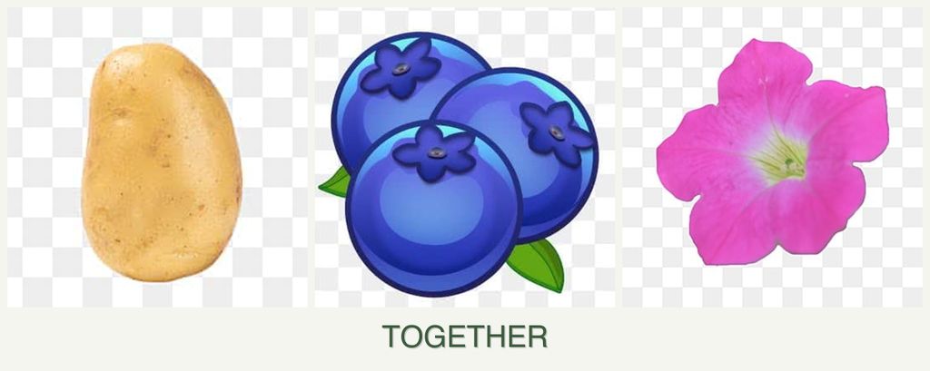 Can you plant potatoes, blueberries and petunias together?