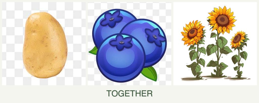 Can you plant potatoes, blueberries and sunflowers together?