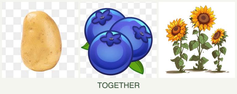 Can you plant potatoes, blueberries and sunflowers together?