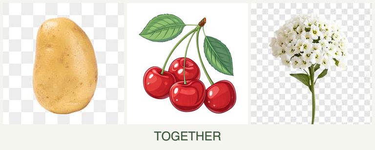 Can you plant potatoes, cherries and alyssum together?