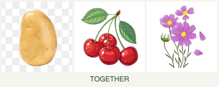 Can you plant potatoes, cherries and cosmos together?