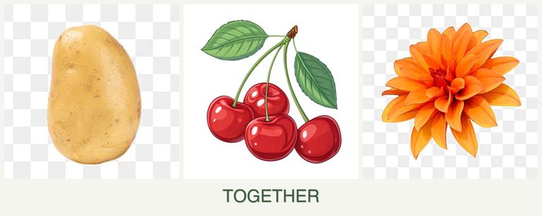 Can you plant potatoes, cherries and dahlias together?