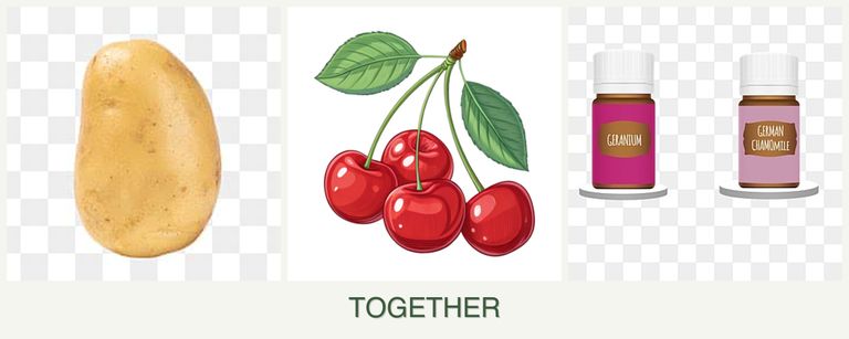 Can you plant potatoes, cherries and geraniums together?