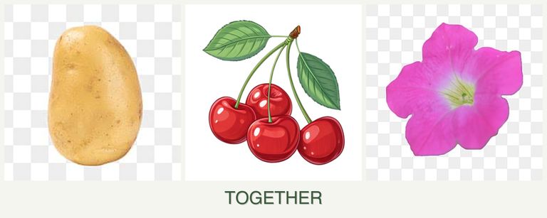 Can you plant potatoes, cherries and petunias together?