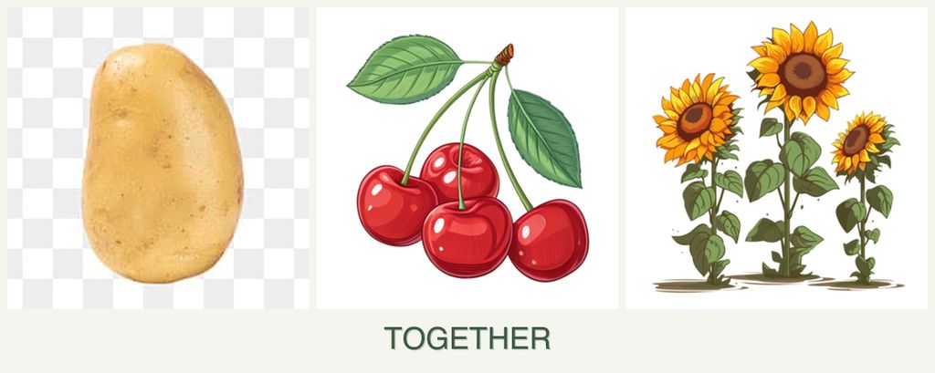 Can you plant potatoes, cherries and sunflowers together?