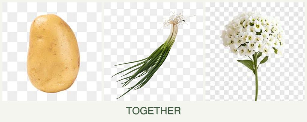 Can you plant potatoes, chives and alyssum together?