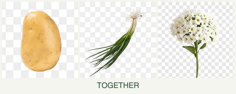 Can you plant potatoes, chives and alyssum together?