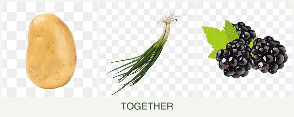 Can you plant potatoes, chives and blackberries together?