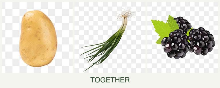 Can you plant potatoes, chives and blackberries together?