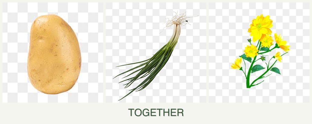 Can you plant potatoes, chives and calendula together?
