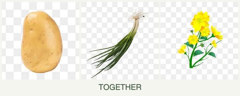 Can you plant potatoes, chives and calendula together?