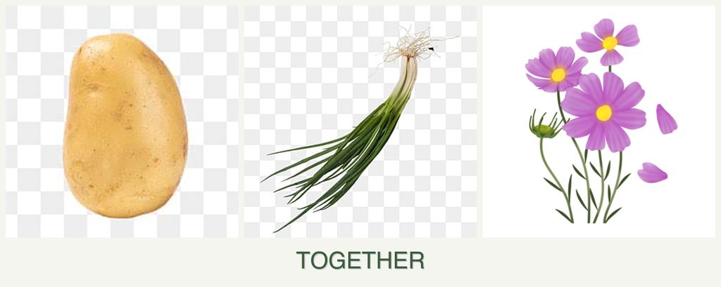 Can you plant potatoes, chives and cosmos together?