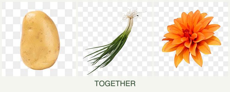 Can you plant potatoes, chives and dahlias together?