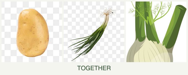 Can you plant potatoes, chives and fennel together?