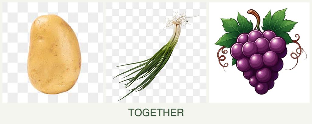 Can you plant potatoes, chives and grapes together?