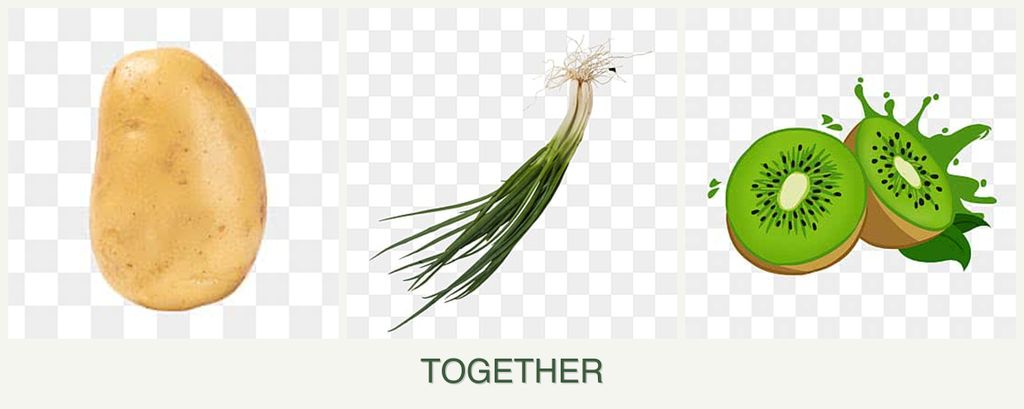 Can you plant potatoes, chives and kiwi together?