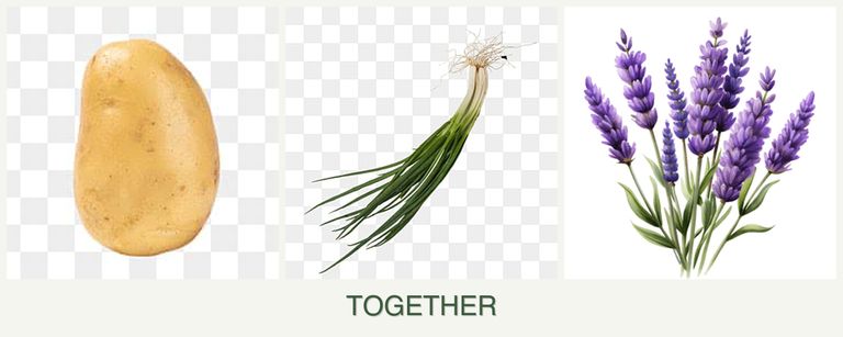 Can you plant potatoes, chives and lavender together?