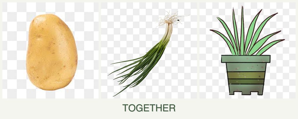 Can you plant potatoes, chives and lemongrass together?