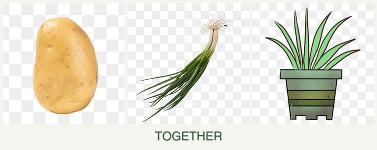 Can you plant potatoes, chives and lemongrass together?