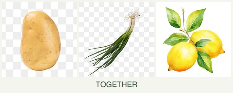 Can you plant potatoes, chives and lemons together?