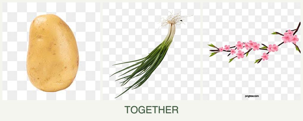 Can you plant potatoes, chives and peaches together?