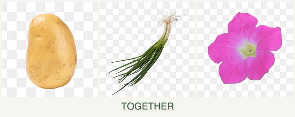 Can you plant potatoes, chives and petunias together?
